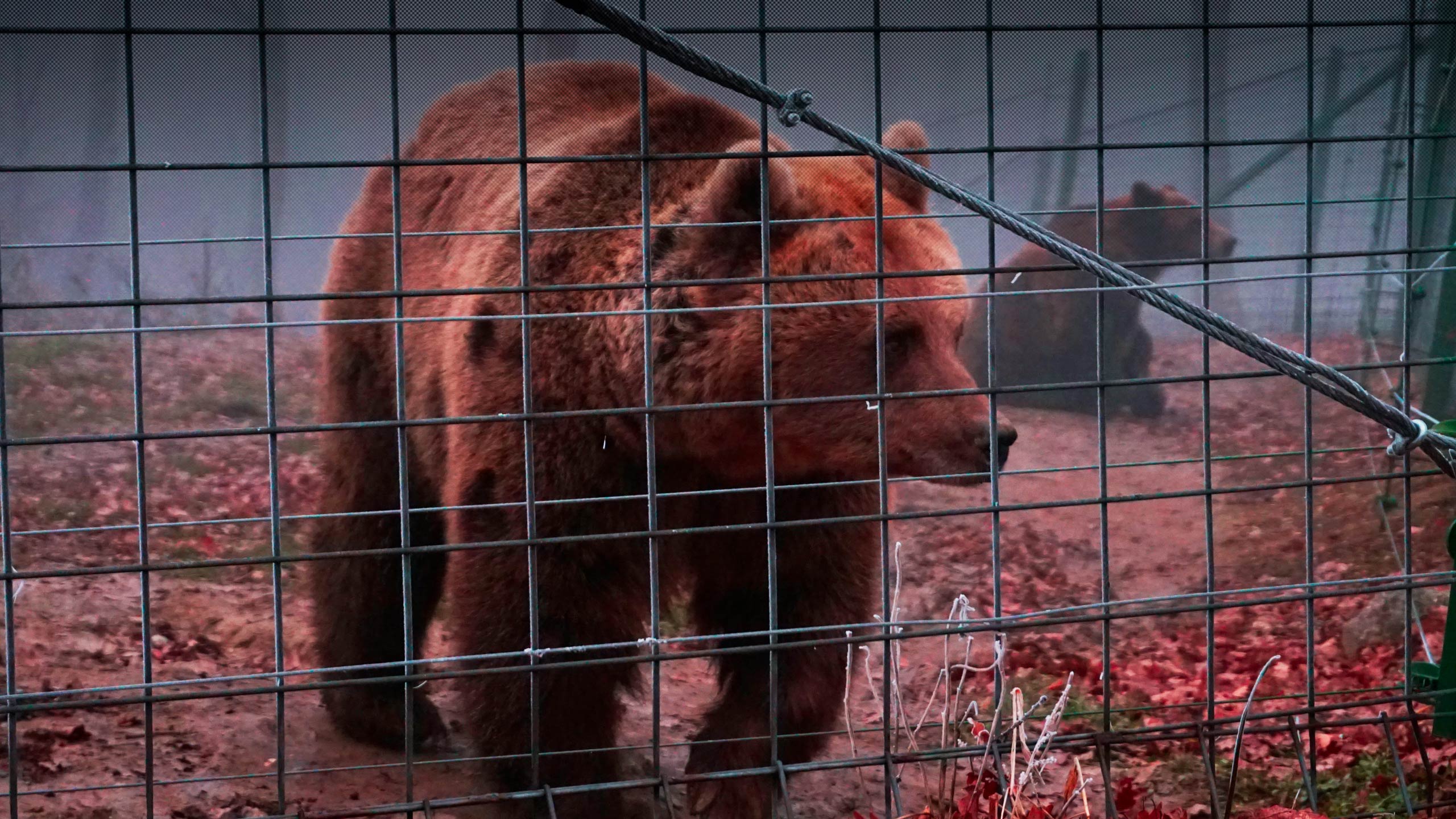 The Christmas markets in the Brasov town square